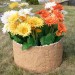 Цветник КАНЬОН купить в Архангельске